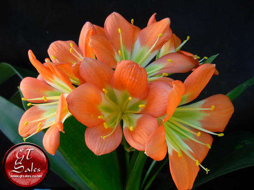 Clivia miniata - 5 Green Throat Seeds