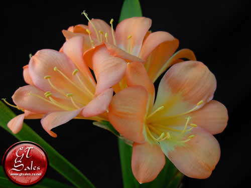 Clivia miniata - 5 Pastel Seeds