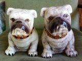 2 x adorable Bulldogs (unmarked)