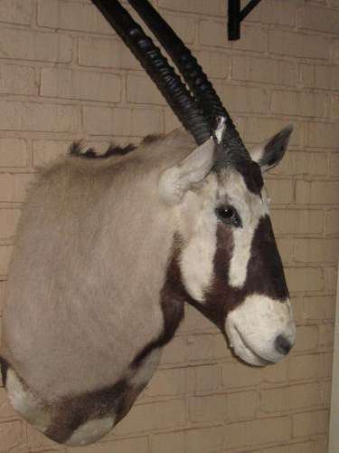 Wall Mounted Trophies x 12 Set