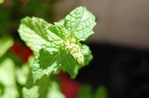 Dekang 50ml Peppermint flavour E-Liquid 24mg