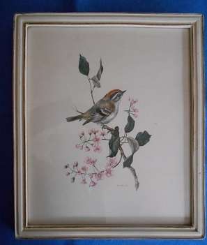 Pretty Bird Print in wooden frame with glass