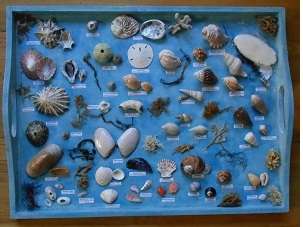 Shell Collection - identified with Latin and common names