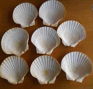 Shell scallops for starter dishes x 8
