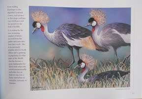 LISA HALSTEAD (SA Wildlife Artist): Out of the Meek, comes the Wild