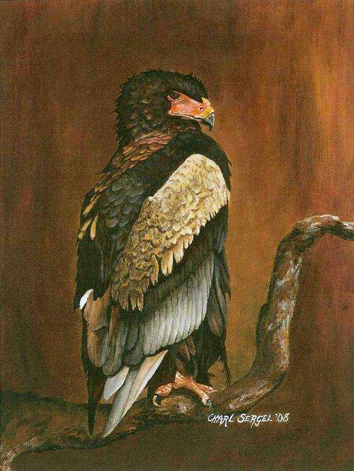 Birds of Prey by Charl Sergel ï¿½ Bateleur (SIGNED ORIGINAL 2008) Christmas Giveaway!