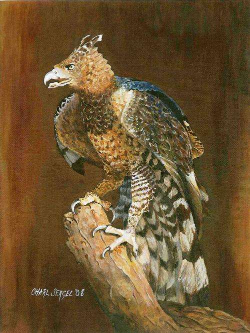 Birds of Prey by Charl Sergel ï¿½ Crowned Eagle (SIGNED ORIGINAL 2008) Christmas Giveaway!