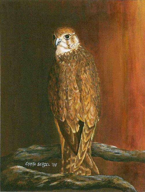 Charl Sergel - Female Merlin - Birds of Prey Series 2008