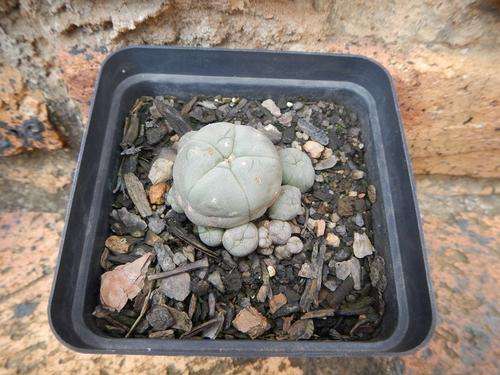 Lophophora caespitosa - attractive clump forming Lophophora