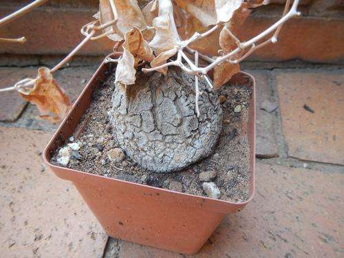 Dioscorea elephantipes medium 1 - Elephants foot, Tortoise shell