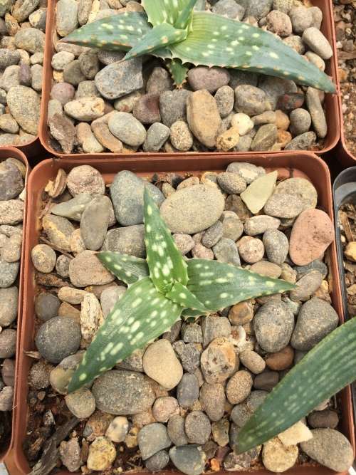 Aloe KG hybrid x imalotensis