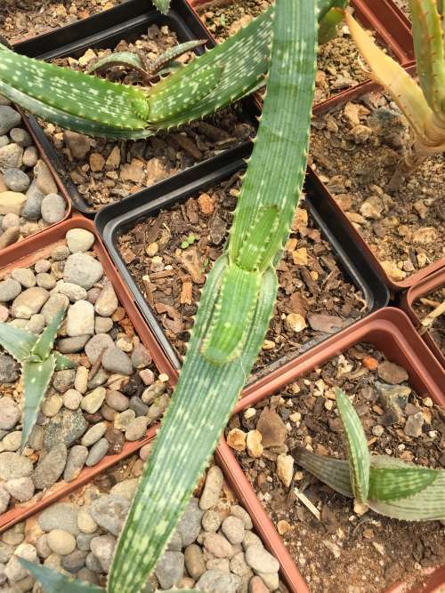 Aloe affinis