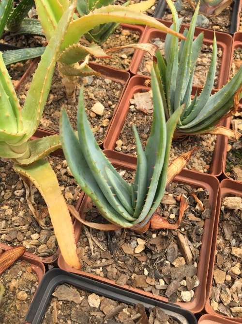 Aloe pretoriensis