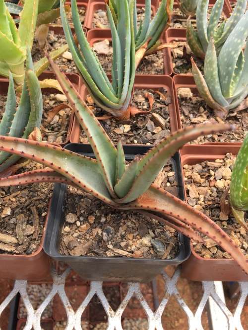Aloe pienaarii