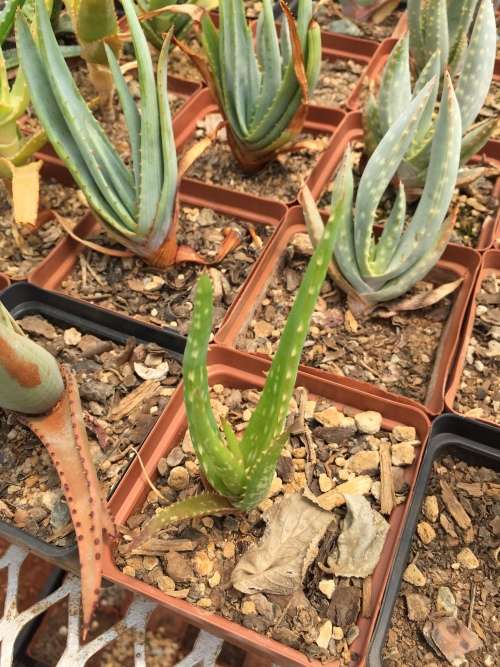Aloe kedongensis