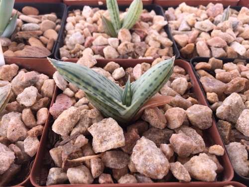Aloe karasbergensis