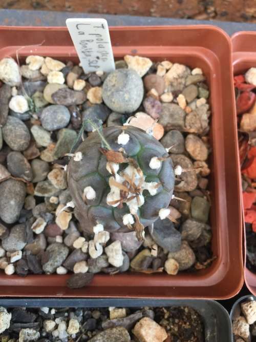 Turbinicarpus polaskii