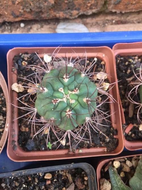 Matucana madisoniorum