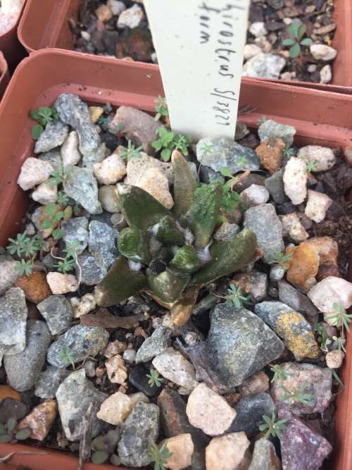 Ariocarpus scaphirostris