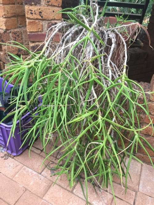 Aloe pendens yellow (MAGNIFICENT clone)
