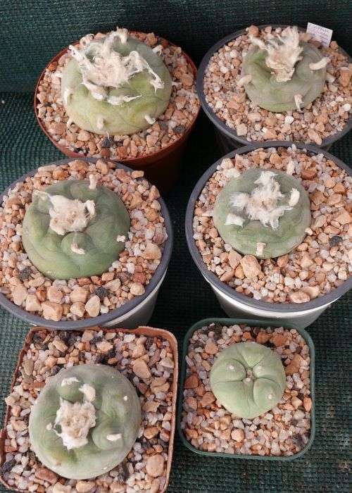 Lophophora diffusa seedlings