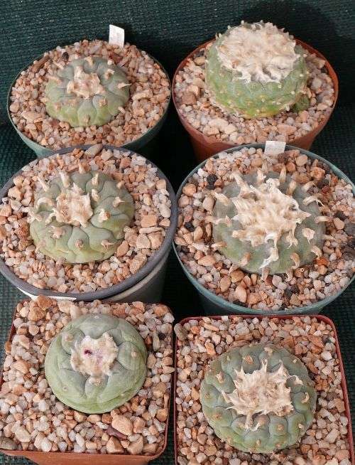 Lophophora fricii seedlings