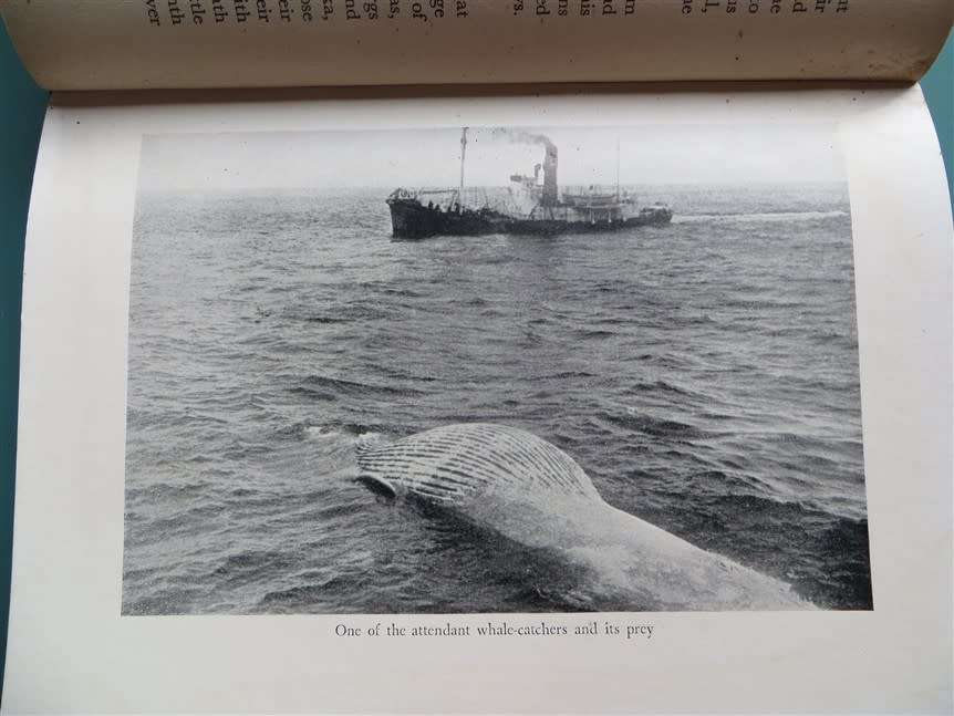 There She Blows! Hakon Mielche - 1952 1st Edition - Whalers
