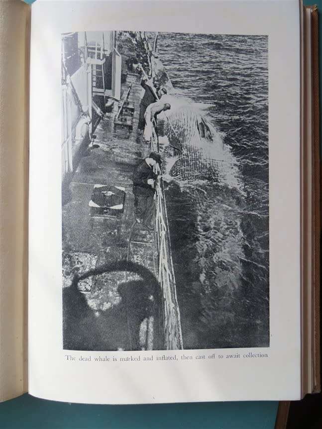 There She Blows! Hakon Mielche - 1952 1st Edition - Whalers