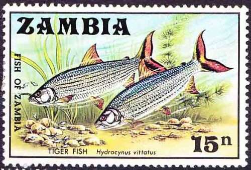 Zambia - 1971 - Fish - Tiger fish