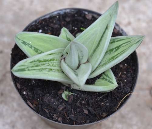 Gasteraloe