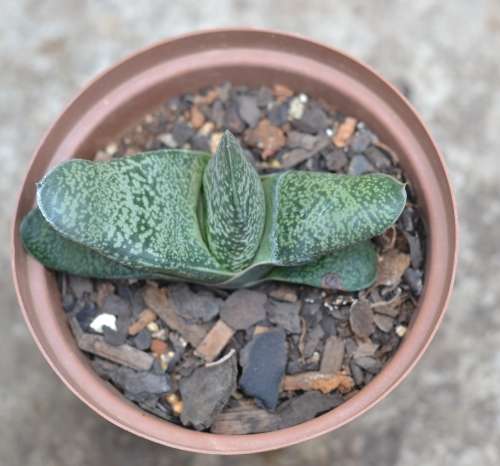 Gasteria