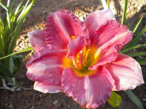 Karla Rose daylilies