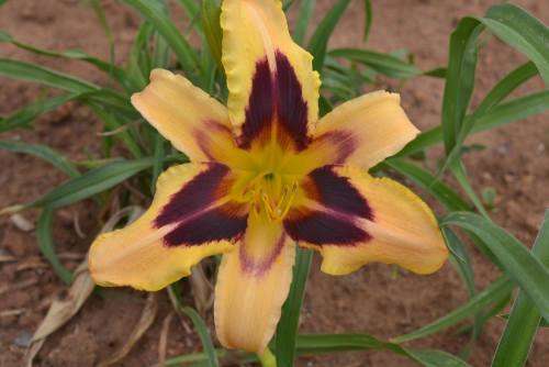 Wild horses daylilies