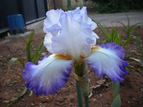 Conjuration Iris