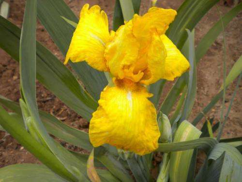 Sunny Delight Iris