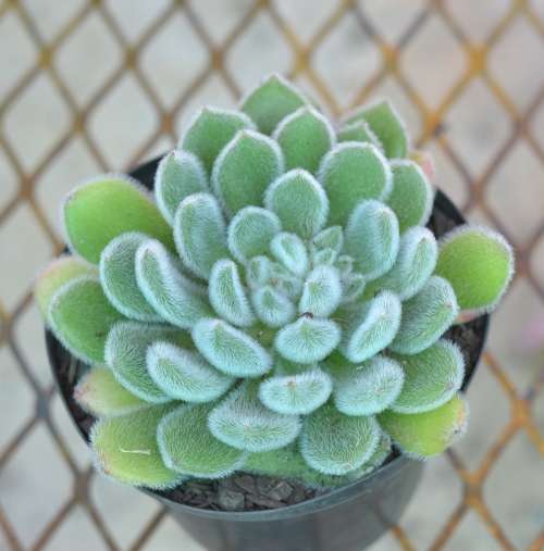Echeveria