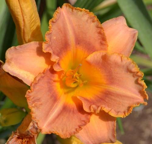 Coral reef daylilies