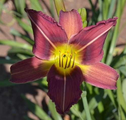 Mountain violet daylilies