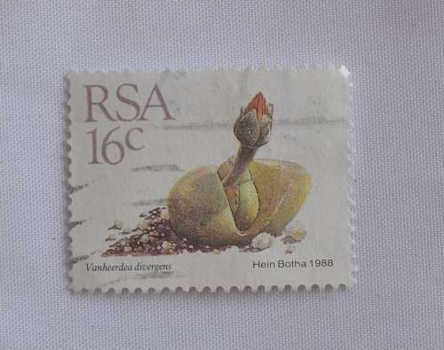 RSA 16c Vanheerdea divergens