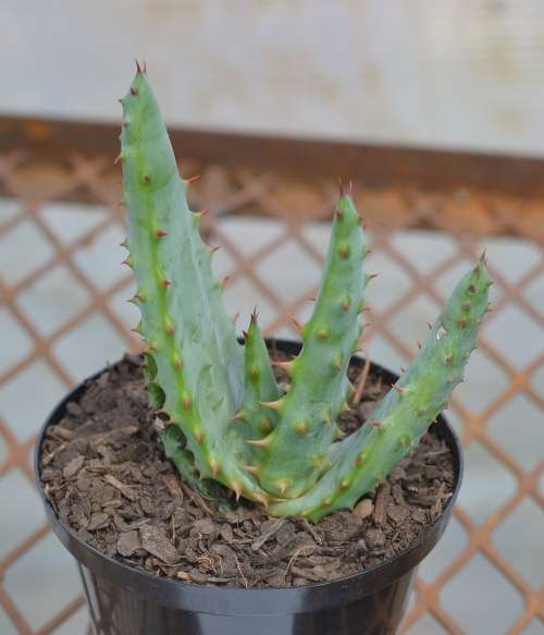 Aloe