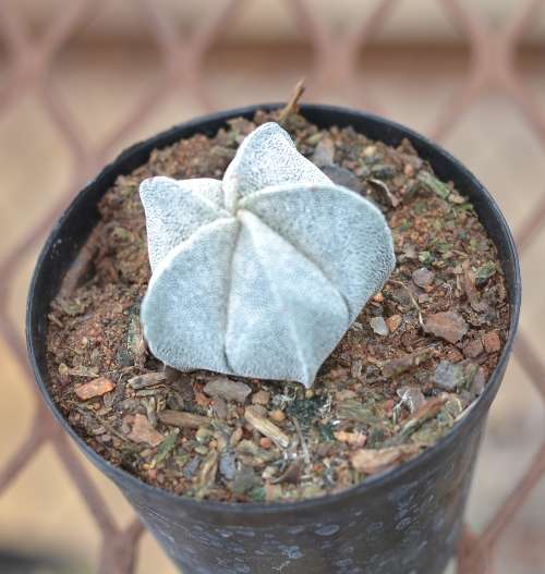 Astrophytum Myriostigma