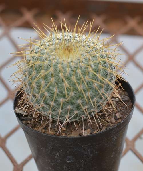 Cactus