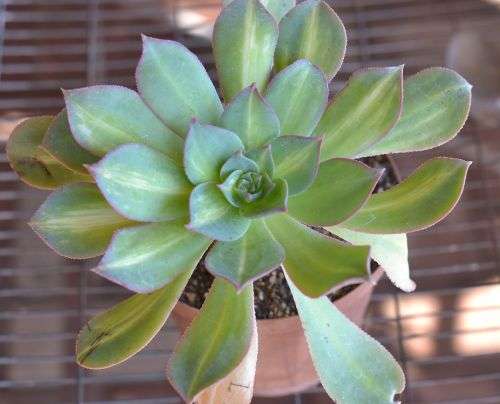 Aeonium Starburst