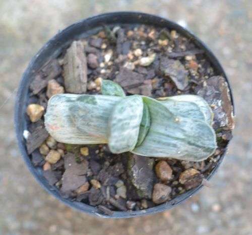 Variegated gasteria