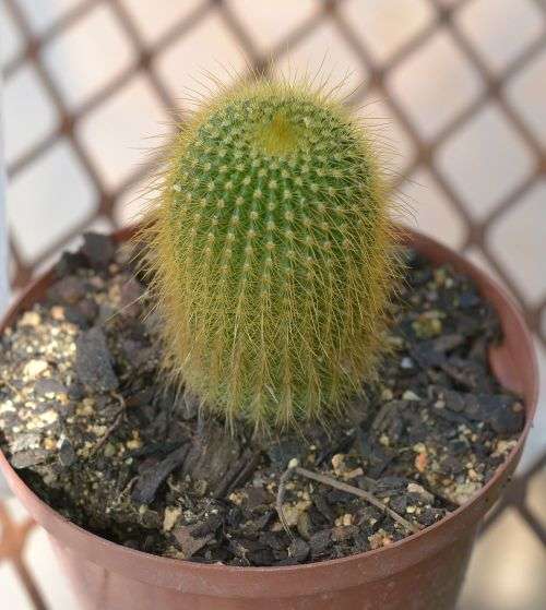 Cactus