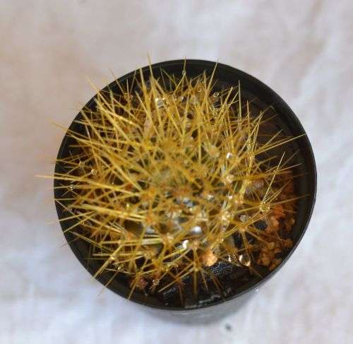 Mammillaria Nivosa