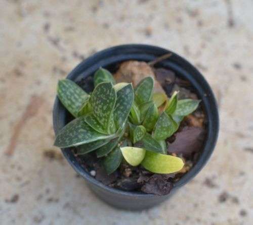 Variegated Gasteria