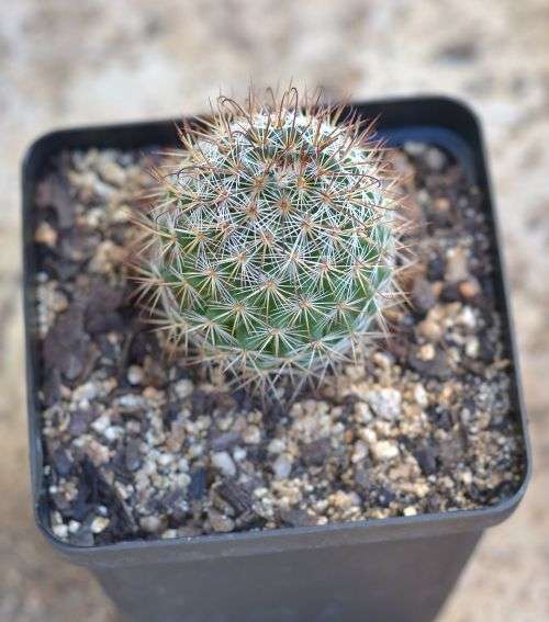 Cactus