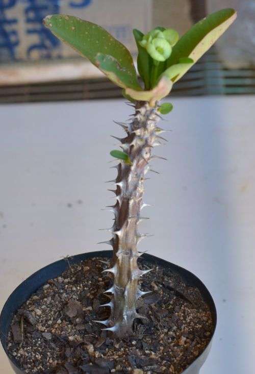 Euphorbia Milii