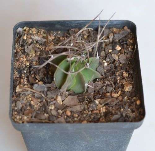 Astrophytum Capricorne